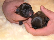 puppy