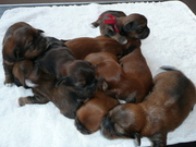 puppy