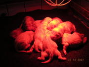 puppy