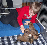 puppy