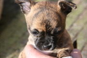 puppy