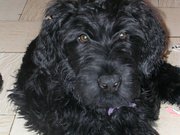 puppy