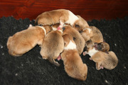 puppy
