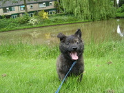 puppy