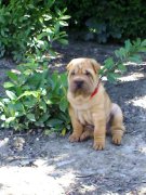 puppy