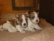 puppy