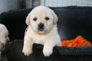 puppy