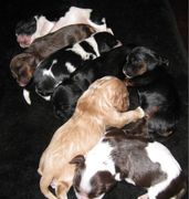 puppy