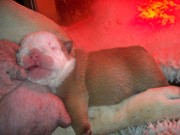 puppy