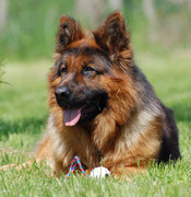 puppy