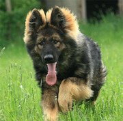 puppy