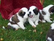 puppy
