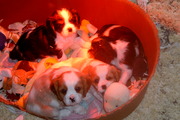 puppy