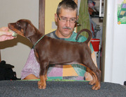 puppy