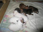 puppy