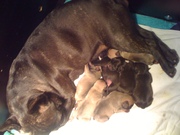 puppy