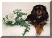 puppy