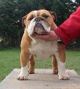 puppy