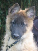 puppy