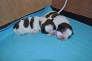 puppy