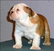 puppy
