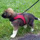 Puppy sportharnas Puppy sportharnas