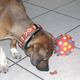 Snackbal voor de hond Snackbal voor de hond