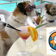 Losse glazen hondenbrillen van doggles ook voor blinde honden.