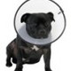 Smart collar