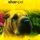 Over dieren de sharpei
