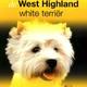 Westhighland white terriër Westhighland white terriër