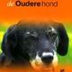 Over dieren de oudere hond Over dieren de oudere hond
