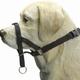 Ipts dog control Ipts dog control
