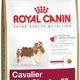 Royal canin cavalier king charles spaniël Royal canin cavalier king charles spaniël