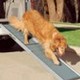 Dogstep antraciet Dogstep antraciet