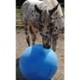 Jolly mega ball Jolly mega ball