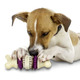 Premier bristle bone
