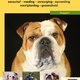 Boek over de engelse bulldog Boek over de engelse bulldog