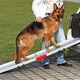 Karlie aluminium loopplank hond
