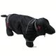 Rodney Hondentrui Jacket Rodney in