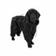Hondenjas Fleece Polar