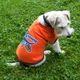 Hondentrui Running Football