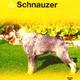 Boek over dieren de schnauzers