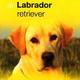 Boek over dieren de labrador retriever