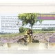Dierendrogist natuur vitamine bommetjes knoflook +/