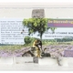 Dierendrogist natuur vitamine bommetjes valeriaan +/