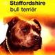 Boek over dieren de staffordshire bull terrier Boek over dieren de staffordshire bull terrier