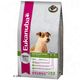 Eukanuba Breed Jack Russell Terriër