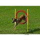 Agility ringen