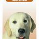 Beaphar lavita hond